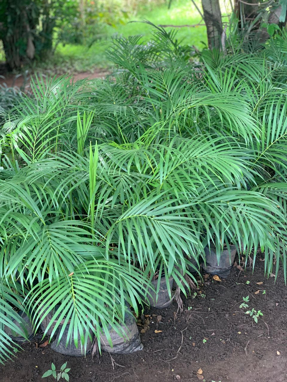 Palms & Cycads